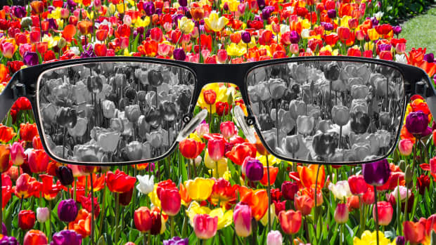 glasses depicting how a color blind person would see a field of flowers.